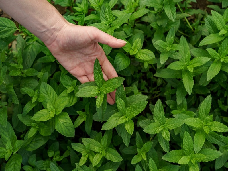 तुळशी (Holy Basil)