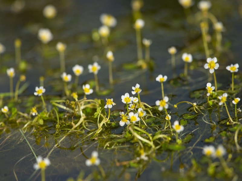 ब्राम्ही(Bacopa Monhieri )