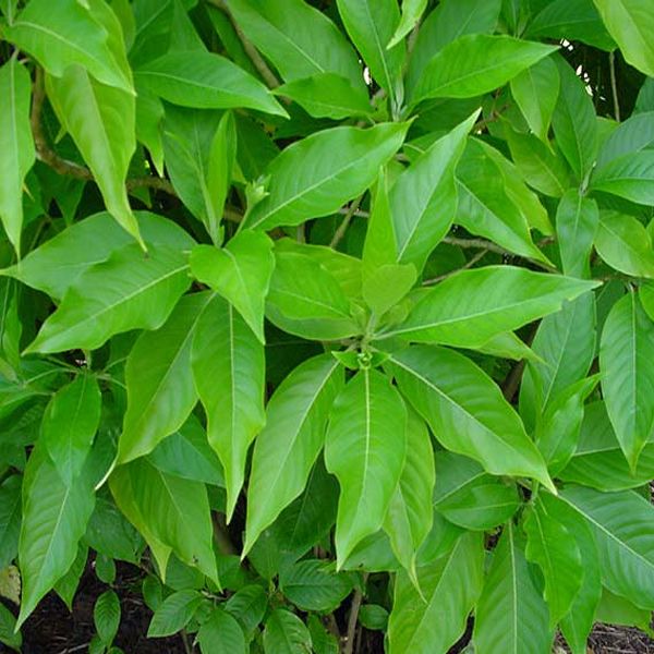अडुळसा (Malabar Nut)
