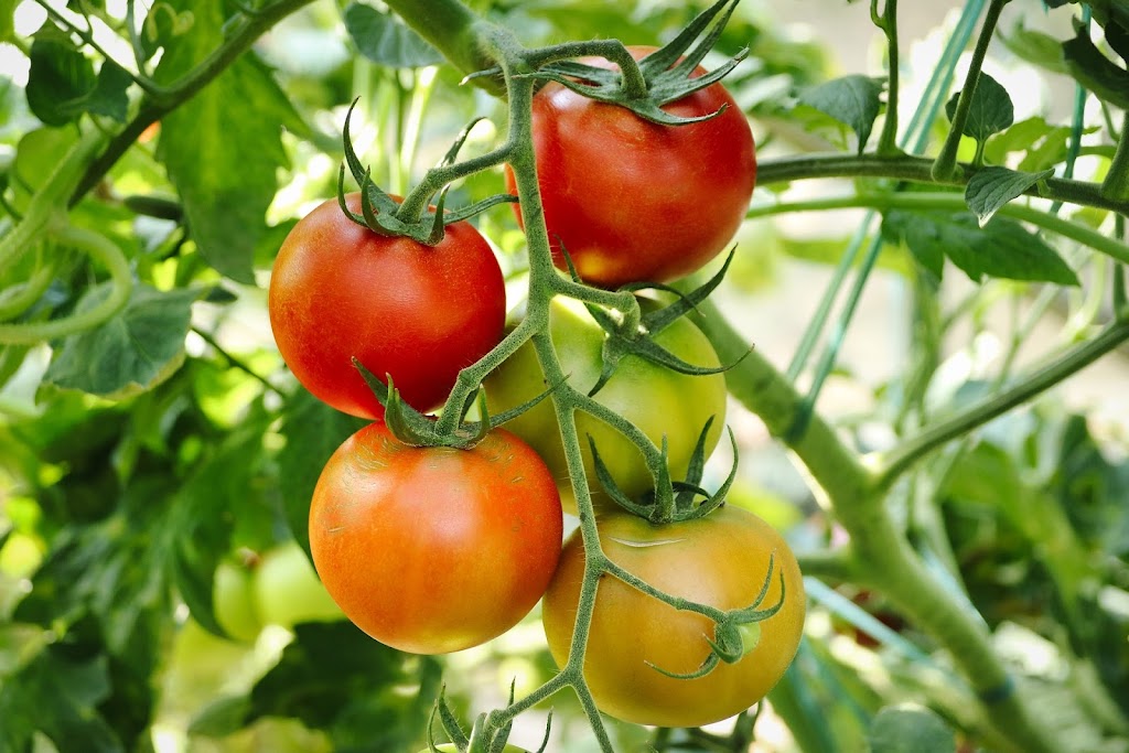 टोमॅटो (Tomato) – Lycopene Powerhouse