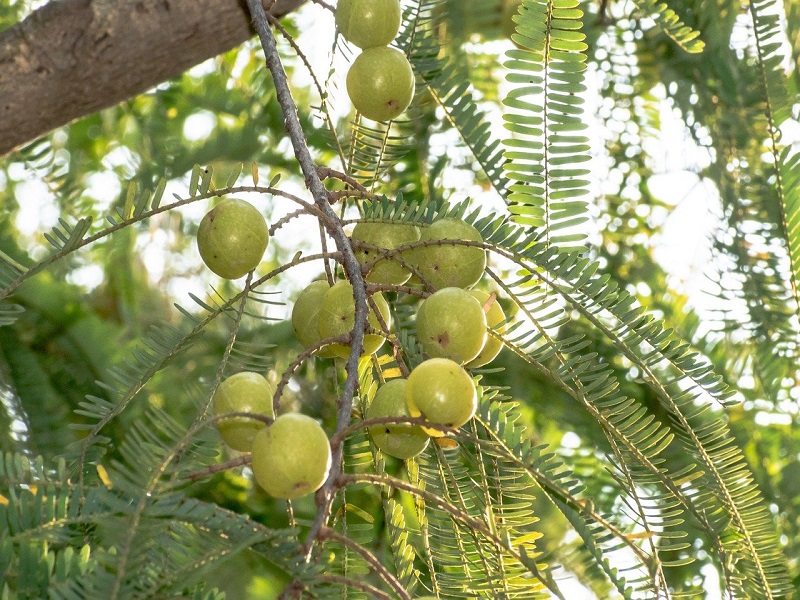 आवळा (Indian Gooseberry)