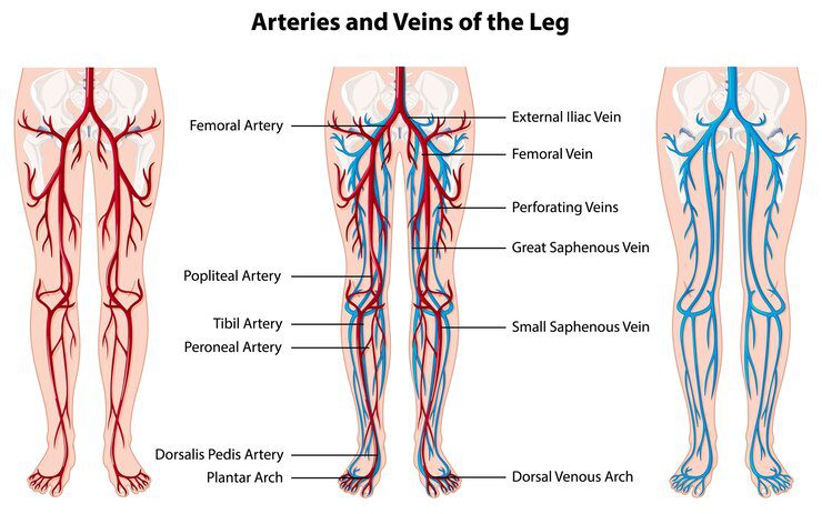 Causes of swollen veins